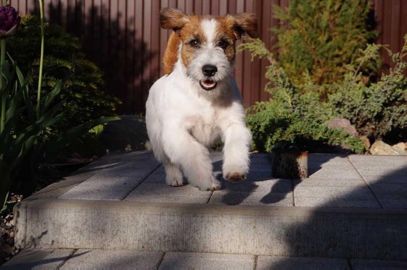 Jack-Tonic Waves of Thory | Jack Russell Terrier 