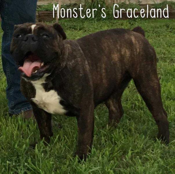 Monster's Graceland | Olde English Bulldogge 