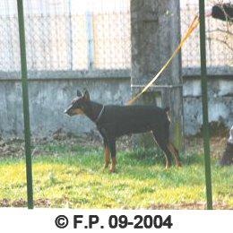 IVOIRE du Domaine de la Cascade | German Pinscher 