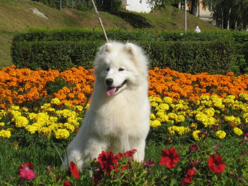 Belyi Volk Milanya Richeva | Samoyed 