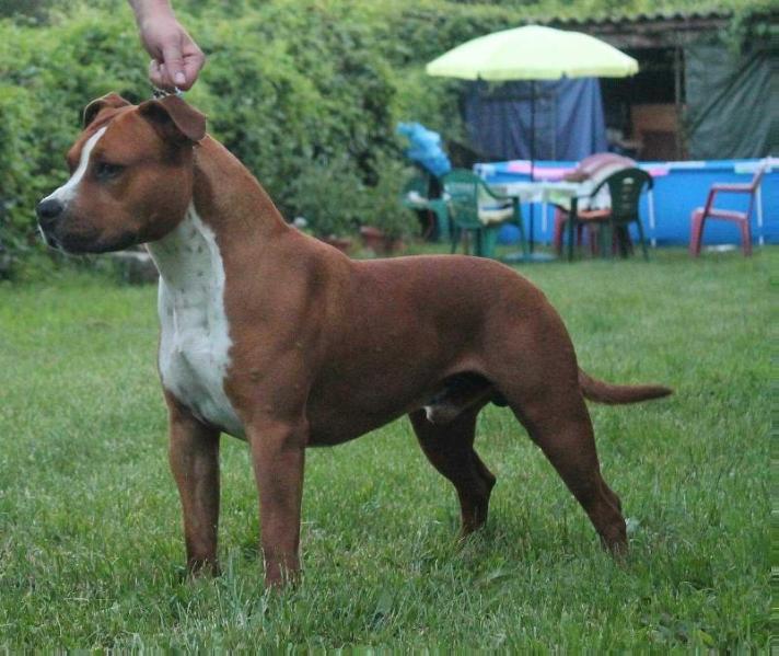 King Kong Rockstone | American Staffordshire Terrier 