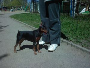 Zhuchka gordius | Miniature Pinscher 