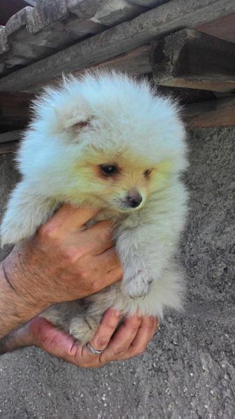 Blite Is Shining | Pomeranian 