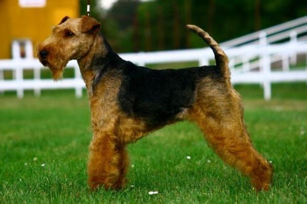 Country Love od Guvernéra, | Welsh Terrier 