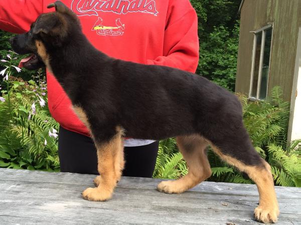 Fury von der Koenig Haus | German Shepherd Dog 
