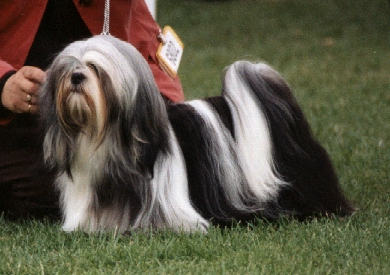 Bentarsna Ebony’n Ivory At Shardlow | Lhasa Apso 