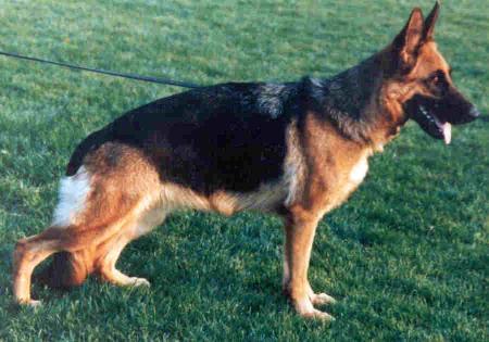 Wenke Blue-Iris | German Shepherd Dog 