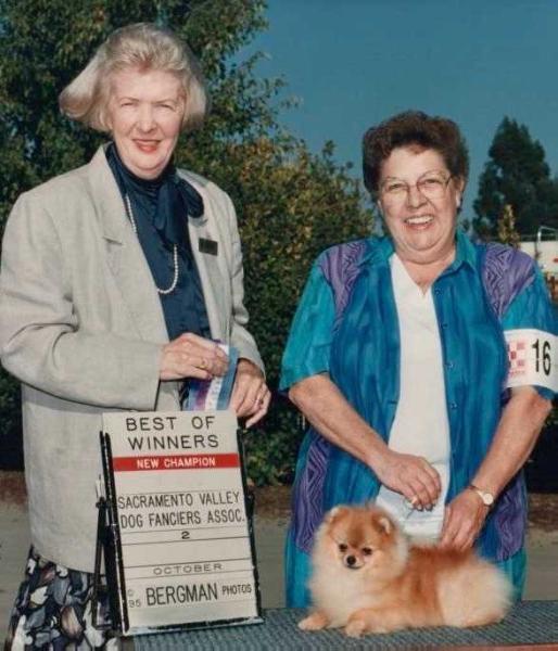 Kitsan Justifanci Star | Pomeranian 