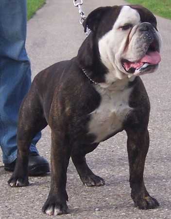 BRAVO VICTORY BULLDOGS | Olde English Bulldogge 