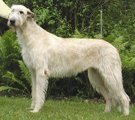 Kellcastle Pink Champagne | Irish Wolfhound 