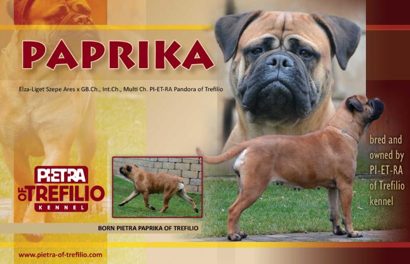 Bornpietra Paprika of Trefilio | Bullmastiff 