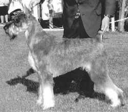 Skansen's  Washington | Giant Schnauzer 