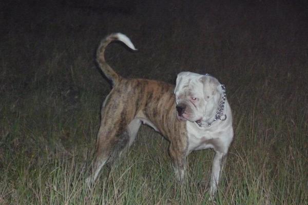 Bulls of Victory Blue Baby | American Bulldog 