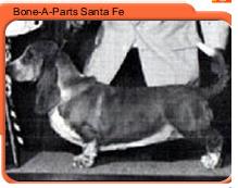 Bone-A-Parts Santa Fe | Basset Hound 