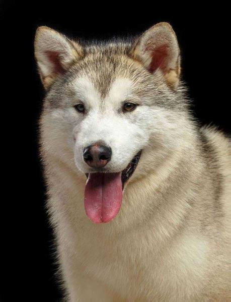 Action to Win Time of the First | Alaskan Malamute 