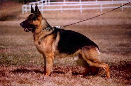 Lido vom Bohrertal | German Shepherd Dog 