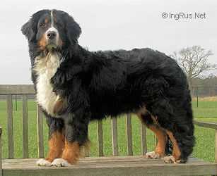 Bear van de Weyenberg | Bernese Mountain Dog 