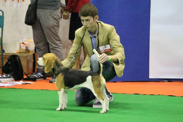 BourneHouse Mimosa | Beagle 