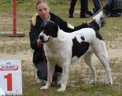 Shakira | Central Asian Shepherd Dog 