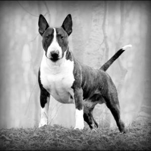 Grisse Basse Inncredible Ivar | Bull Terrier 