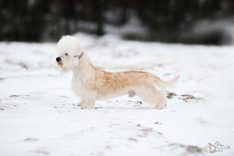 Danchester's Key Of Success | Dandie Dinmont Terrier 