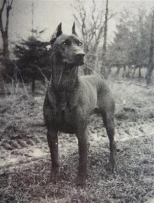 DIDI von der Barenburg | German Pinscher 