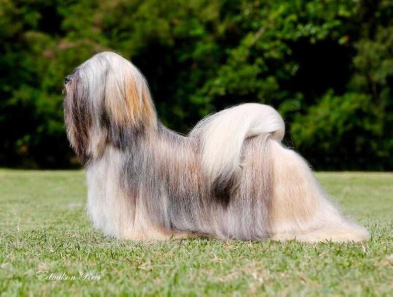 Chic Choix Panthera Jacksoni | Lhasa Apso 