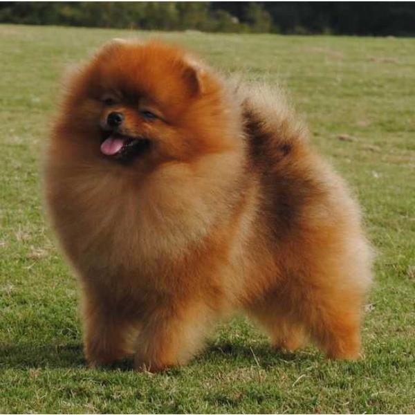 Accolade's Go My Own Way | Pomeranian 