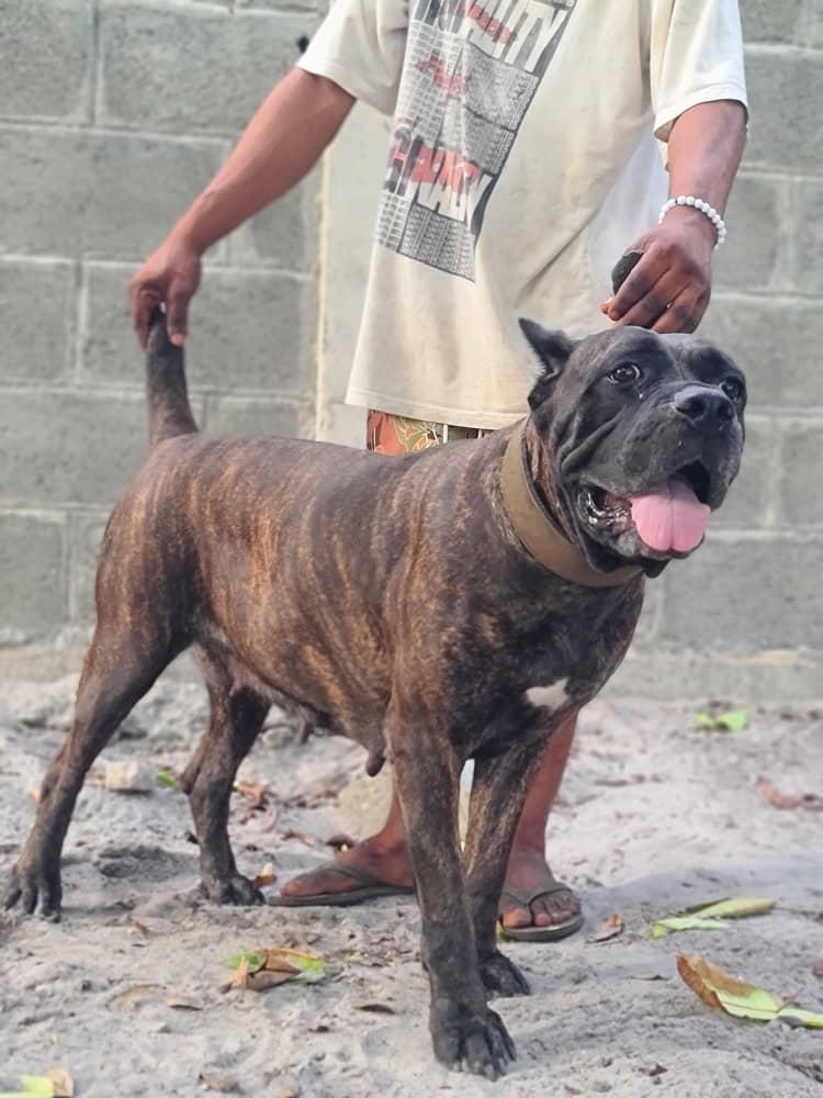 Mandera Grandiose | Cane Corso 