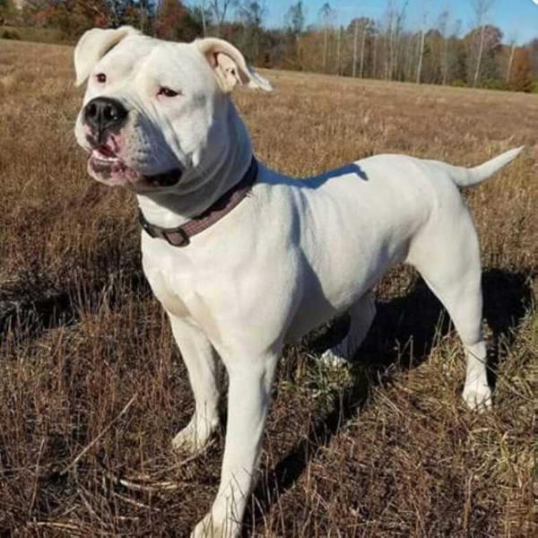 Torsak's Godiva Blanca | American Bulldog 