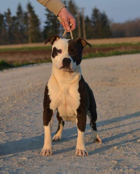 Ultimate Truth Just Amazing Grace | American Staffordshire Terrier 