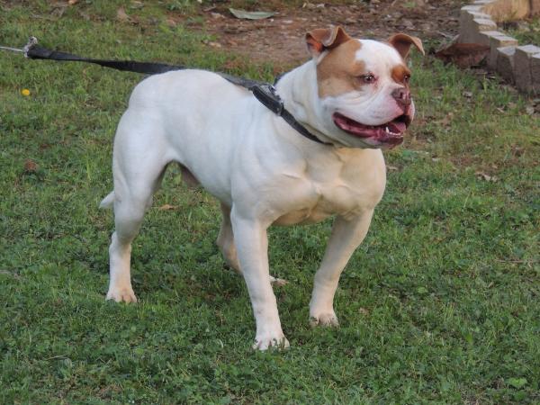 Tori's Unytus | American Bulldog 