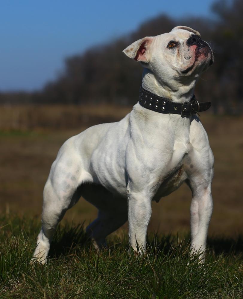 Cannon's Vega of Steel Curtain | American Bulldog 