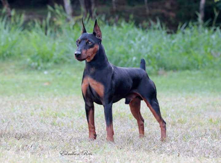 DREAM IN THE SKY OF TRANSYLVANIAN LEGEND | Miniature Pinscher 