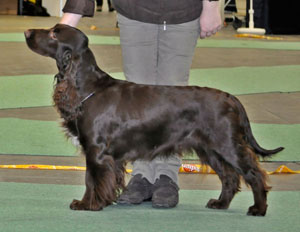 Winterbourne itsy bitsy spider | Field Spaniel 