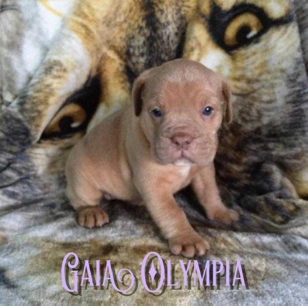 Monster's Gaia Olympia | Olde English Bulldogge 