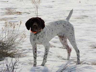 BANKING IT ALL ON SADIE | German Shorthaired Pointer 