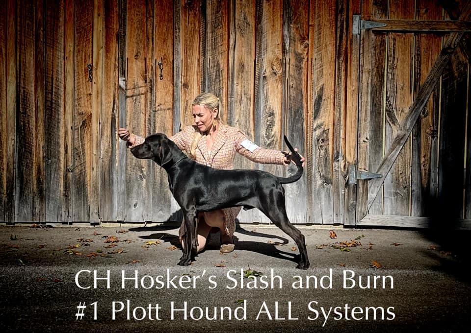 Hosker's Slash and Burn | Plott Hound 