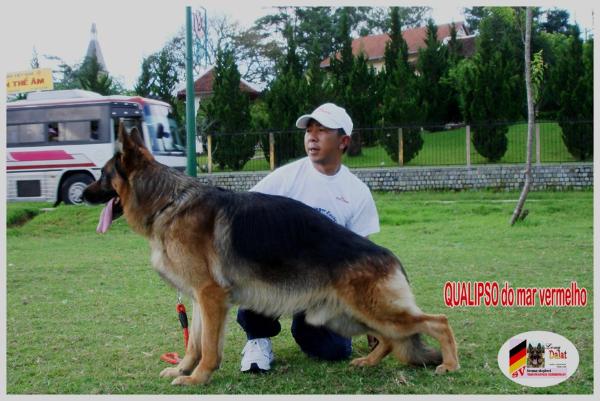 Qualipso do Mar Vermelho | German Shepherd Dog 