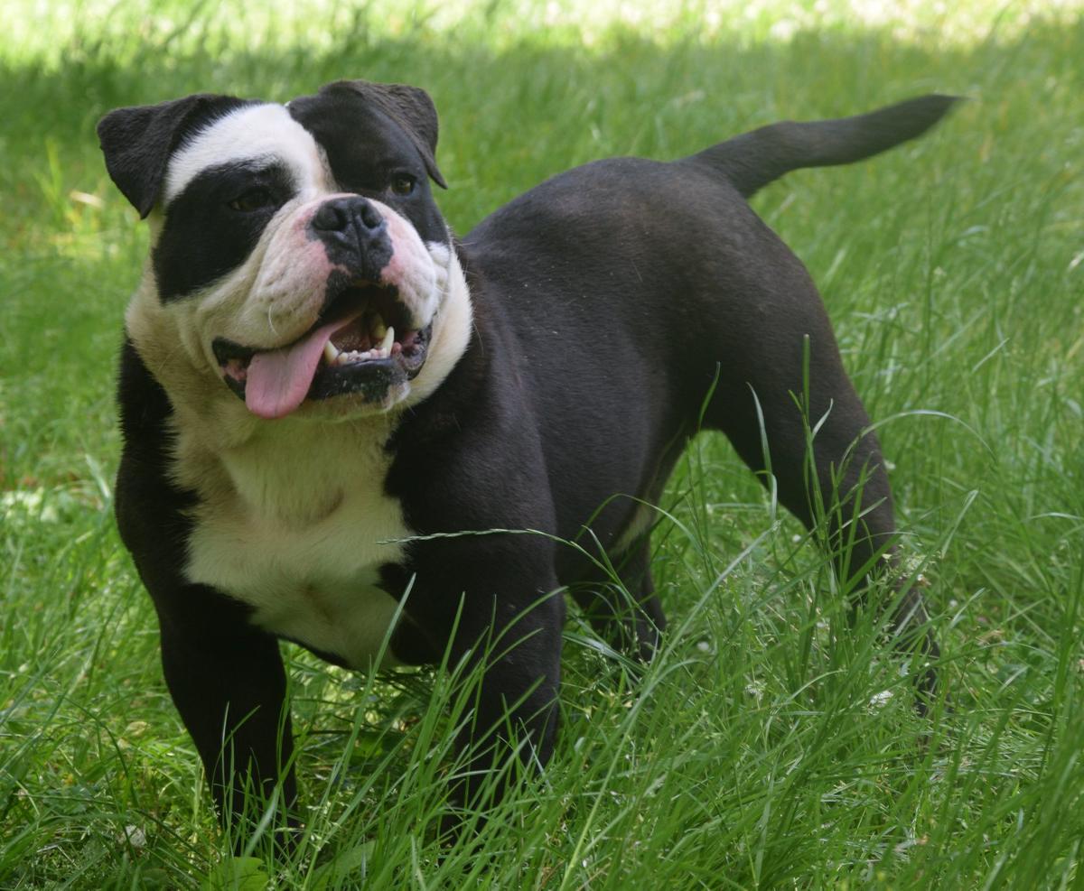 O'Panda | Olde English Bulldogge 