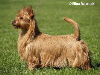 Terriway Thin Red Line | Australian Terrier 