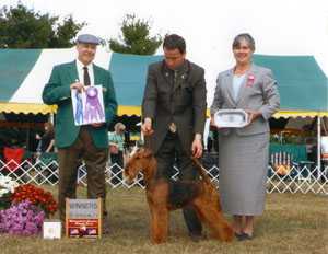 Penaire Yellow Rose of Texas at Princedale | Airedale Terrier 