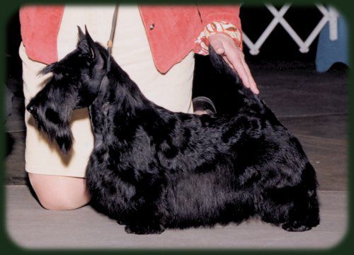 Anstamm Maryscot Oh No You Didn't | Scottish Terrier 