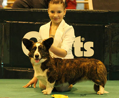 Kilvroch Enchantress | Cardigan Welsh Corgi 