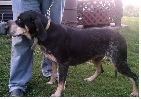 Stigers Blue Jewel | Bluetick Coonhound 