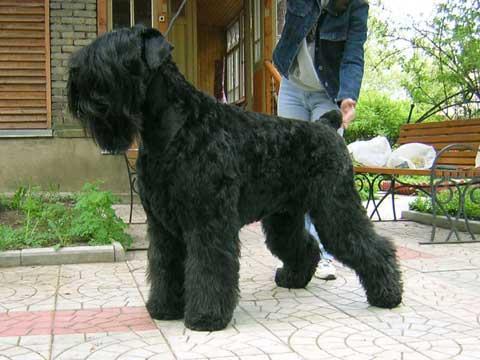 ???????? ? ???????? ????? | Black Russian Terrier 