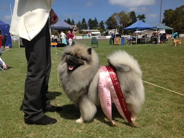 Keez Que Sera Sera | Keeshond 