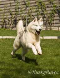 HUSKY HAVEN ESTIMATION OF SUCCESS | Siberian Husky 