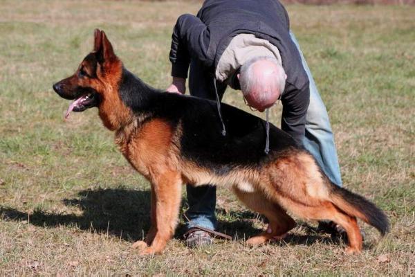 Jassko von den Zwillingen | German Shepherd Dog 
