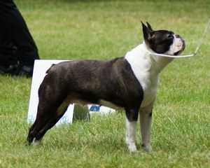 ANGELINA JOLIE OF NIMILOXUS | Boston Terrier 